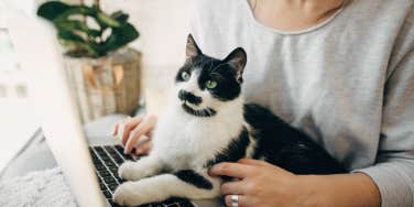 cat, on laptop