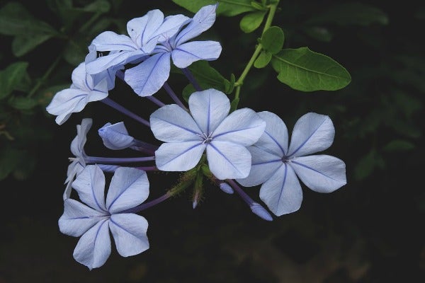 virgo zodiac flower plumbago