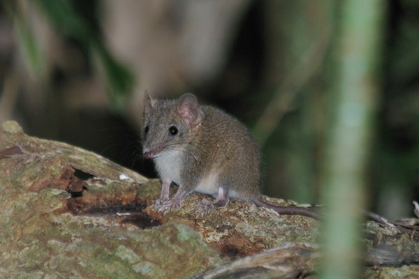 Brown Antechinus