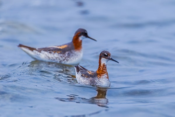 Red Phalarope