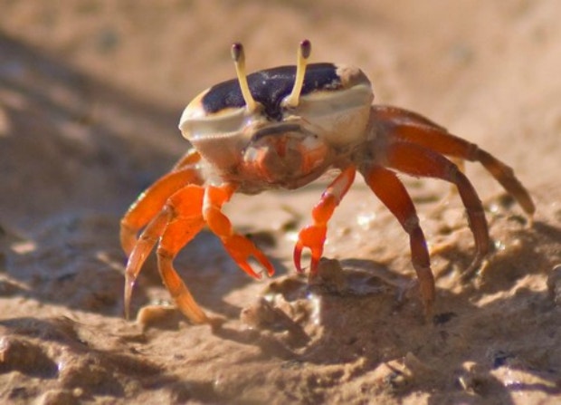 480crabs003_208.jpg