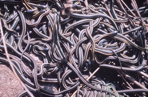 easterngartersnake.jpg