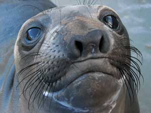 elephantseals.jpg