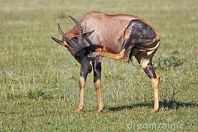 femaltopiantelopes.jpg
