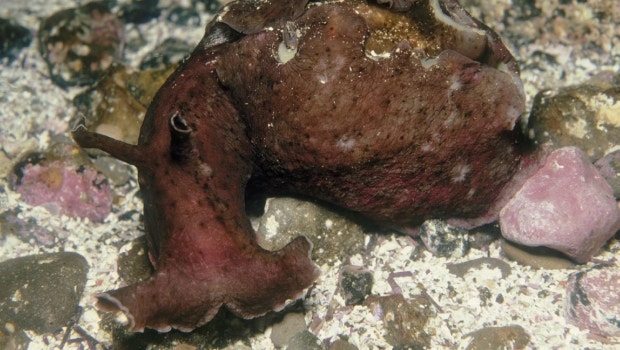 sea-hare_85.jpg