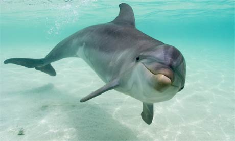 wholpindolphin.jpg