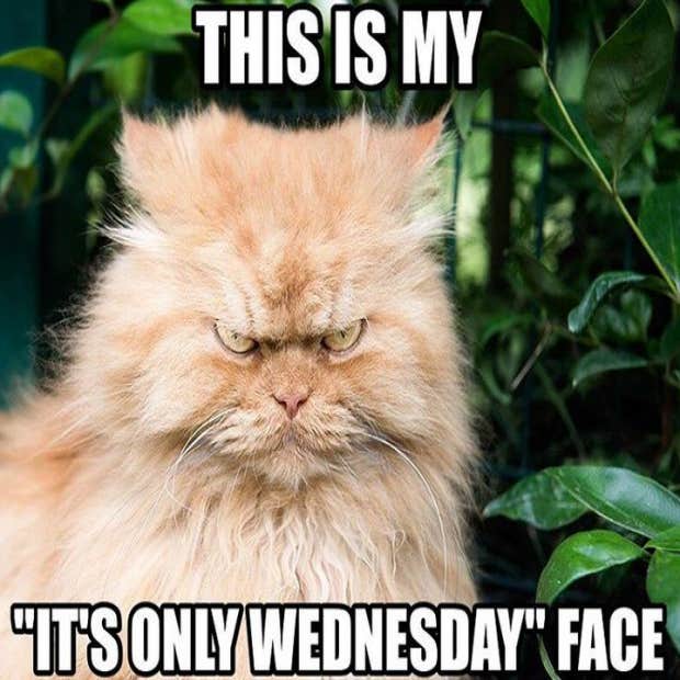 Wednesday memes funny jokes