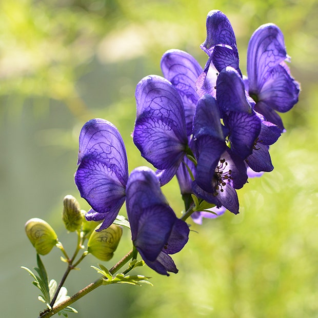 monkshood flowers with negative meanings