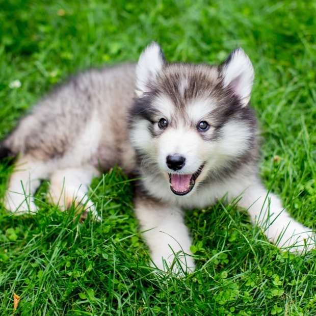 alaskan malamute cutest dog breeds