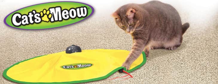 automatic cat toy