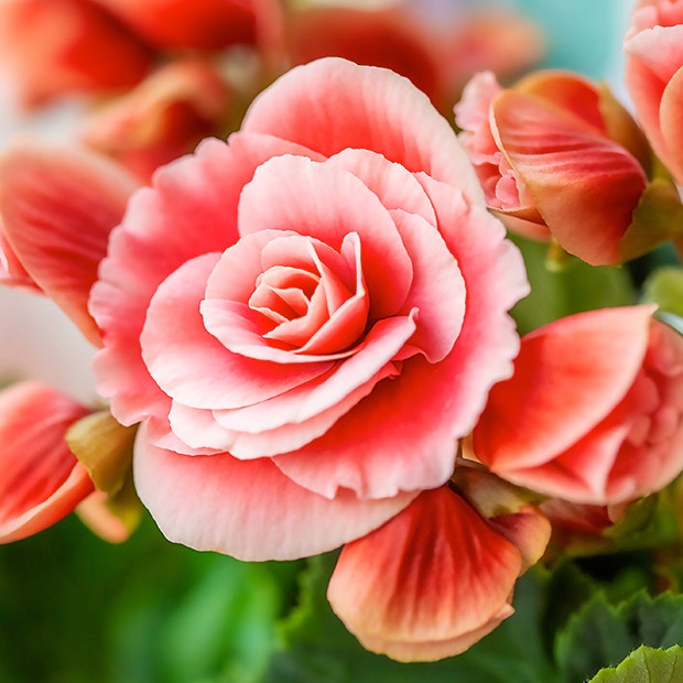 begonia flowers with negative meanings 