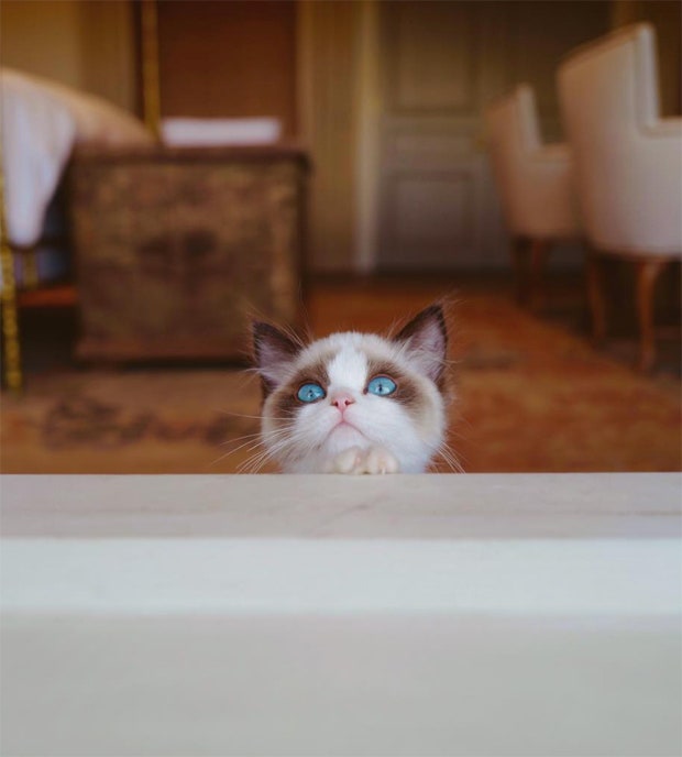 Taylor Swift&#039;s cat Benjamin Button Swift