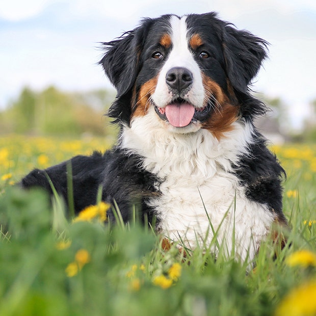 bernese mountain dog cutest dog breed