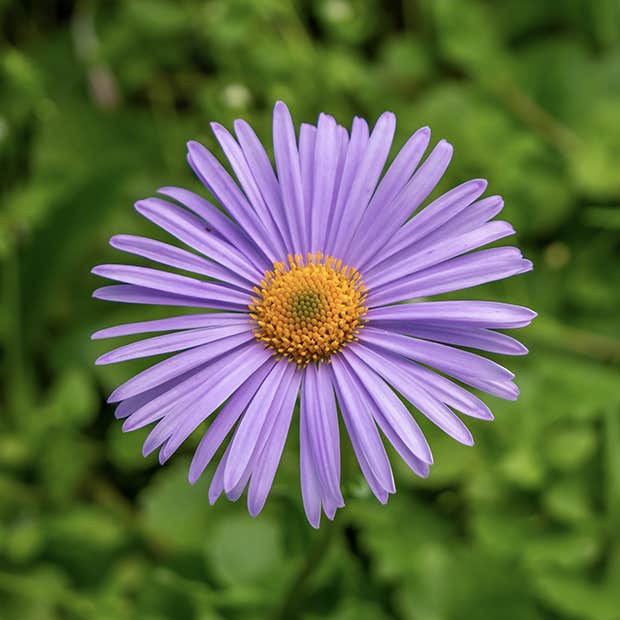 birth month flower september aster