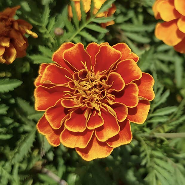 birth month flower october marigold