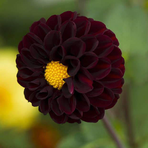 black dahlia flowers with negative meanings 