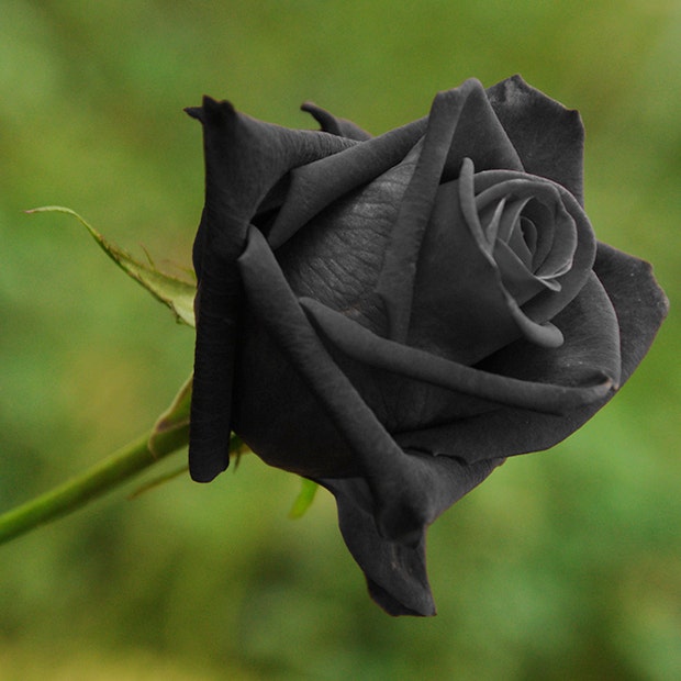 black rose flowers with negative meanings
