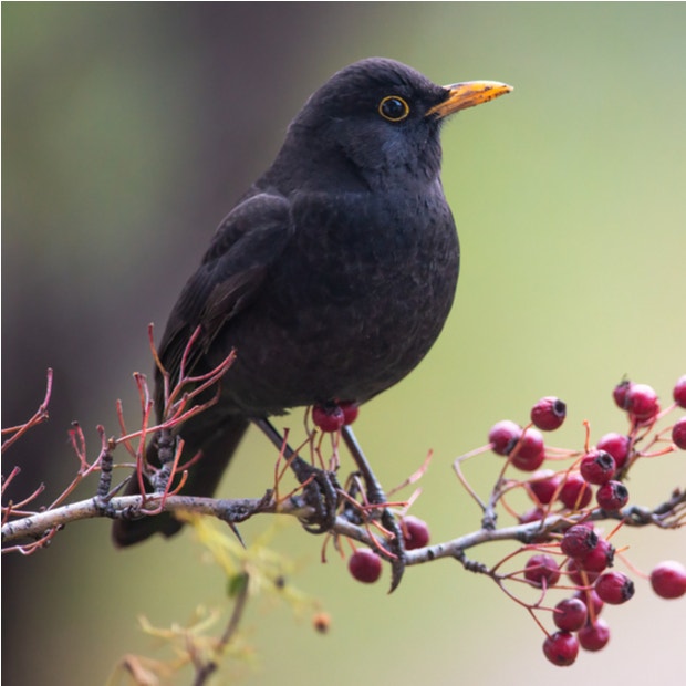 blackbird bird meanings