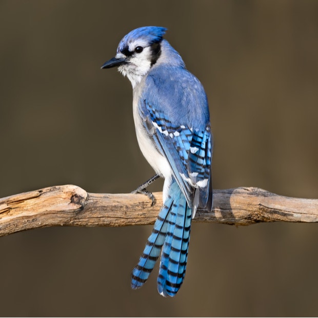 blue jay bird meanings