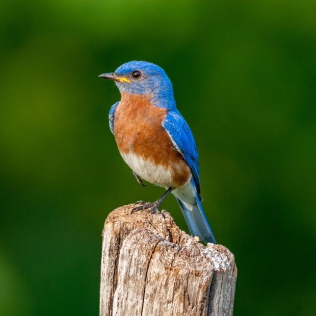 bluebird bird meanings