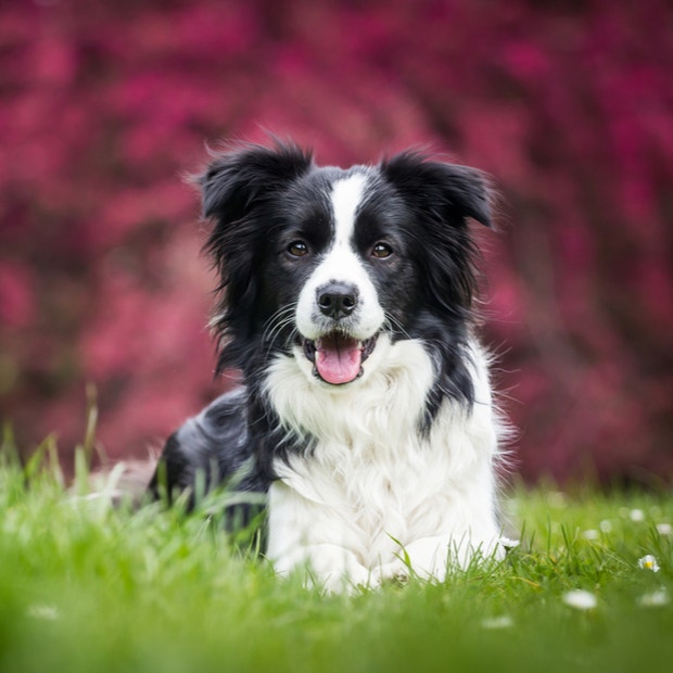 bordie collie cutest dog breed