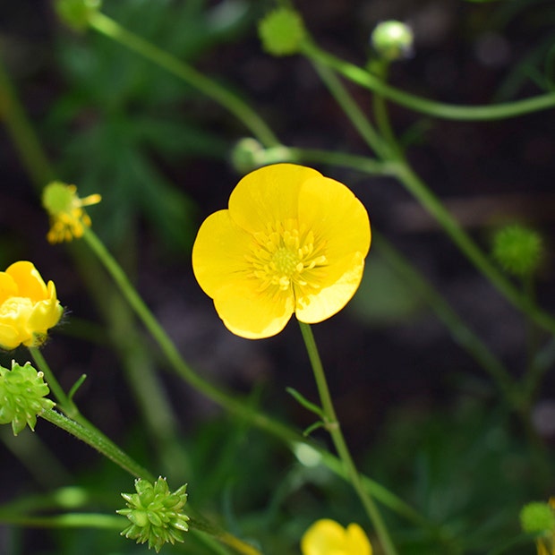 buttercups flowers with negative meanings