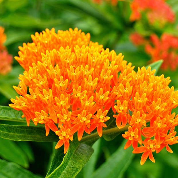 butterfly weed flowers with negative meanings