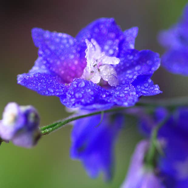 cancer zodiac flower delphinium