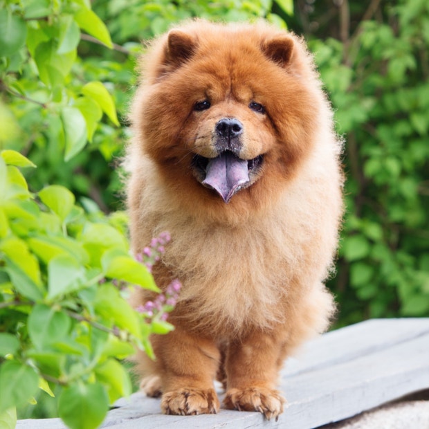 chow chow cutest dog breeds