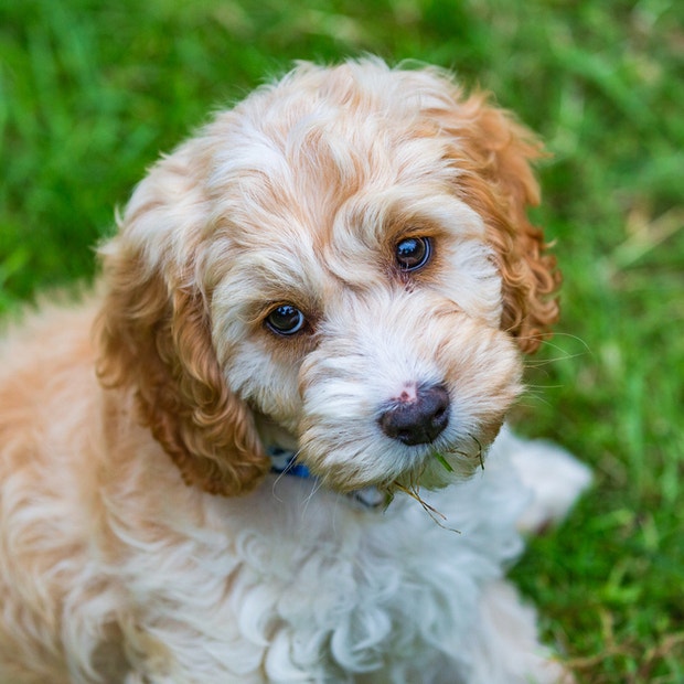 cockapoo cutest dog breed