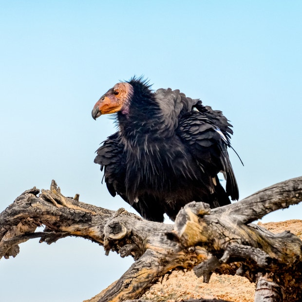 condor bird meanings 