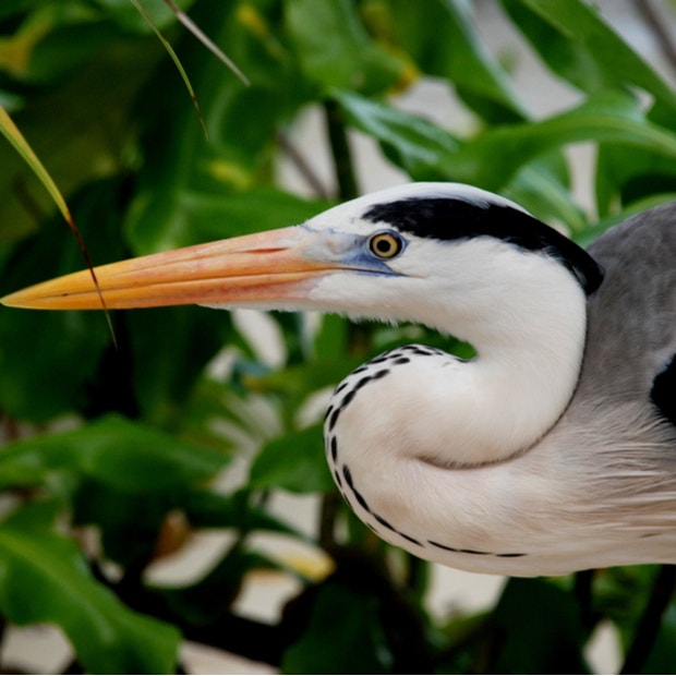 crane bird meanings