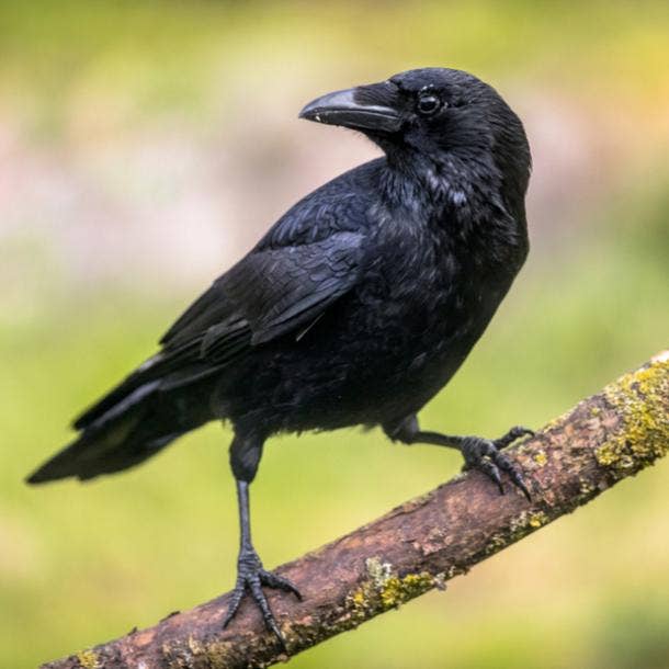 crow bird meanings