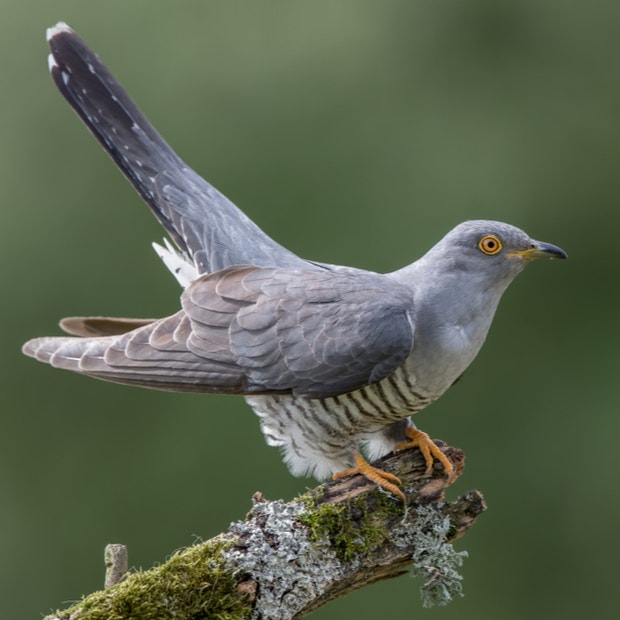 cuckoo bird meanings