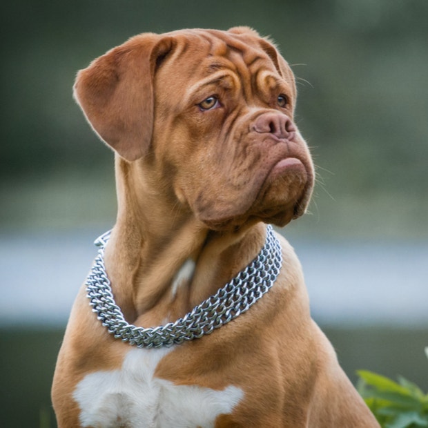 dogue de bordeaux cutest dog breeds