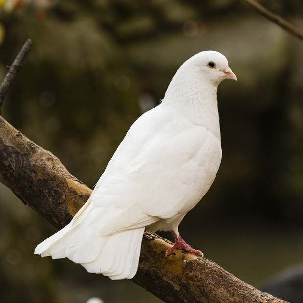 dove bird meanings