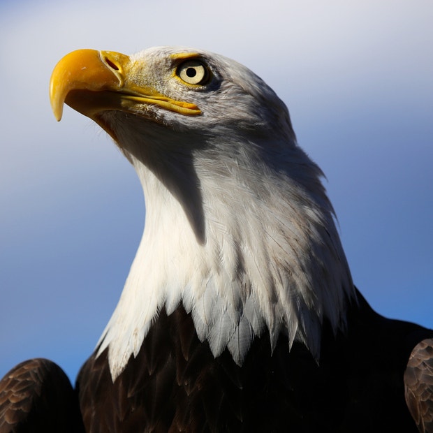 eagle bird meaning