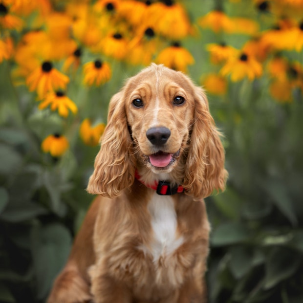 cocker spaniel cutest dog breeds