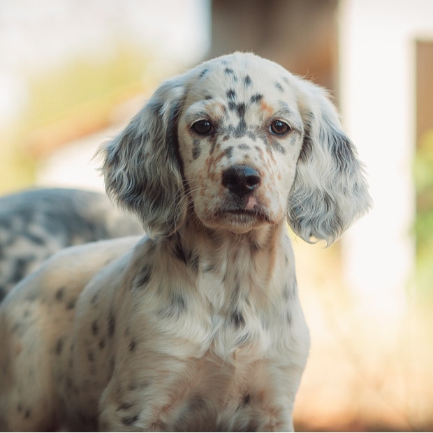 english setter cutest dog breeds