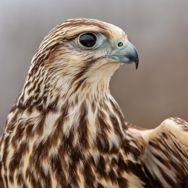 falcon bird meanings