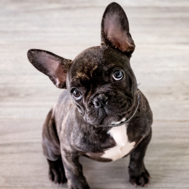 french bulldog cutest dog breeds