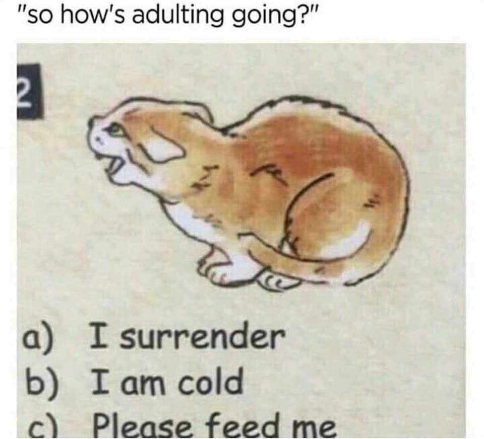 funny adulting memes