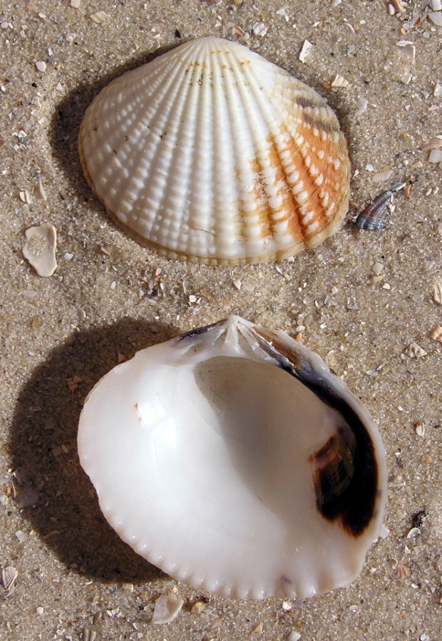 gafrarium tumidum shell love symbol