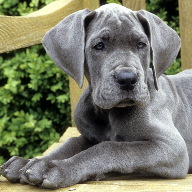 Great dane puppy cutest dog breed