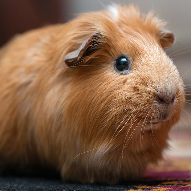 tan and white guinea pig