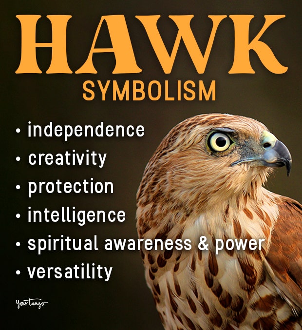 hawk symbolism and meanings