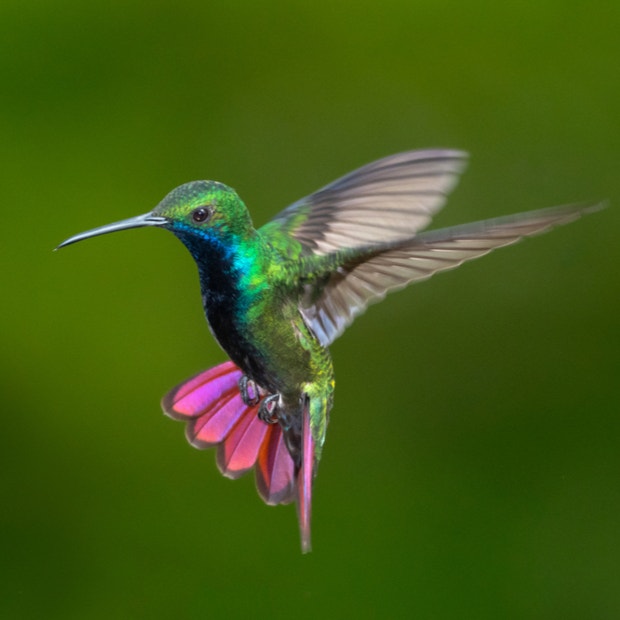 hummingbird bird meanings 
