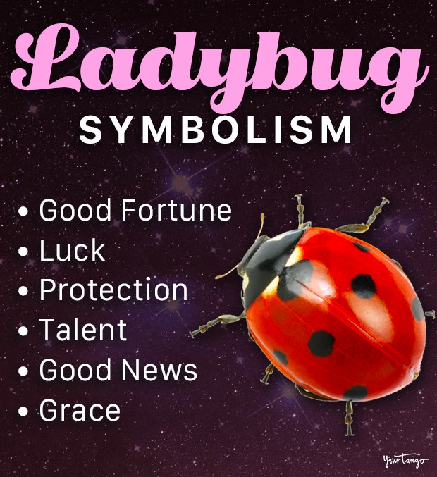 ladybug symbolism and meaning