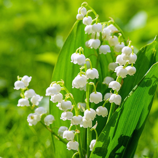 lily of the valley flowers with negative meanings 