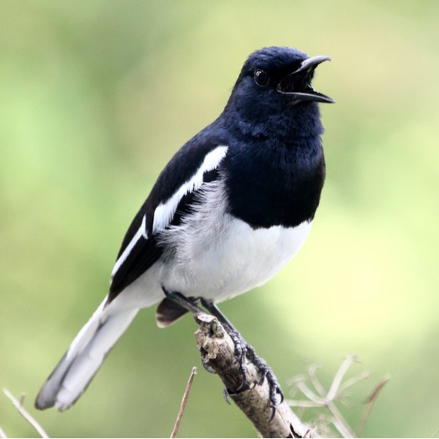 magpie bird meanings